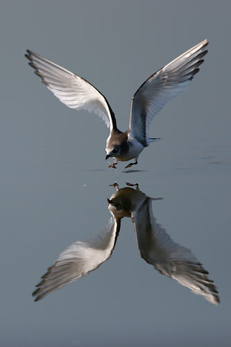 

Aufnameort: Fränkisches Weihergebiet
Kamera: Eos 20D, 4.5/500