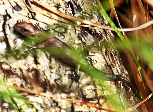 Kleinere Beutetiere werden bei der Waldeidechse einfach verschluckt, größerer hingegen zerkaut.
https://de.wikipedia.org/wiki/Waldeidechse

Aufnameort: Eiershausen Waldrand des Hirschbergwaldes
Kamera: Canon EOS 1300D