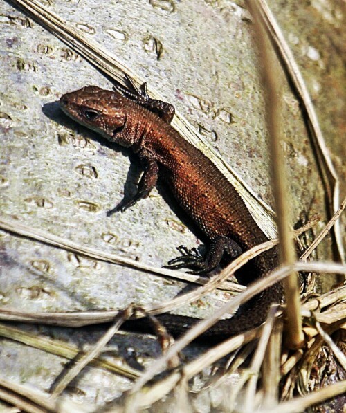 Von der Deutschen Gesellschaft für Herpetologie und Terrarienkunde
wurde die Waldeidechse als Reptil des Jahres 2006 gewählt.
https://de.wikipedia.org/wiki/Waldeidechse

Aufnameort: Eiershausen Waldrand Hirschberg
Kamera: Canon EOS 1300D