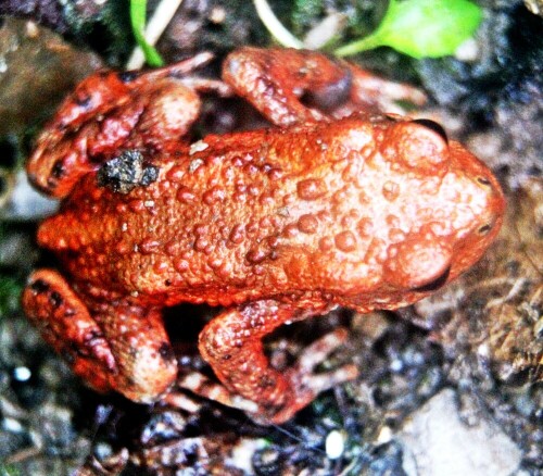 Ein relativ häufiger Frosch, der zu den Echten Fröschen sowie zu den
"Braunfröschen" gehört. Es handelt sich hier um ein gering gezeichnetes Exemplar.
Er wurde 2018 zum Lurch des Jahres gewählt.
https://de.wikipedia.org/wiki/Grasfrosch

Aufnameort: Eiershausen Garten
Kamera: Canon EOS 1300D