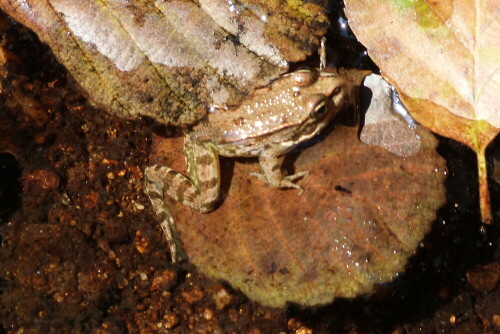 junger-seefrosch-auf-erlenblatt-7581.jpeg