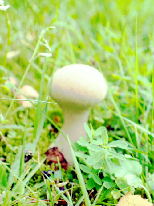 Der Birnen-Stäubling gehört zur Familie der Champignonverwandten(Agaricaceae).
In Mitteleuropa ist er der einzige auf Holz wachsende Stäubling.
https://de.wikipedia.org/wiki/Birnen-St%C3%A4ubling

Aufnameort: Eiershausen Gemeindewiese
Kamera: Canon EOS 1300D