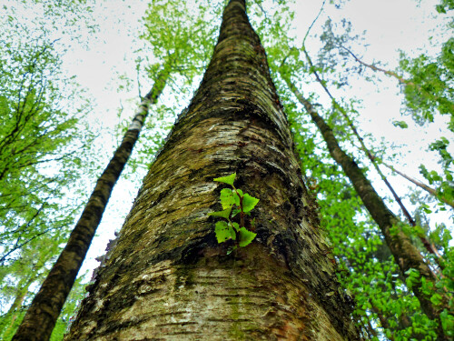 

Aufnameort: Wald am Bahnhof Triesdorf
Kamera: Panasonic Lumix FZ 200