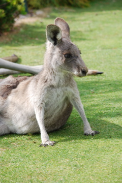 Auf dem Golfplatz von Anglesea (Victoria) leben viel Kängurus.

Aufnameort: Australien, Victoria
Kamera: Nikon D80