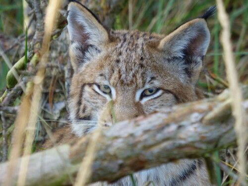 jungluchs-im-versteck-12948.jpeg