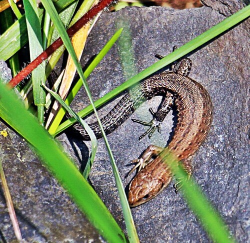 juvenile-waldeidechse-zootoca--19651.jpeg