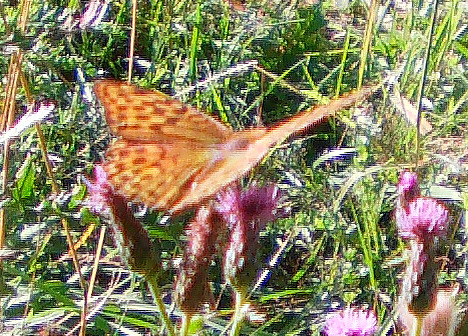 kaisermantel-1-argynnis-paphia-l-1758-11166.jpeg