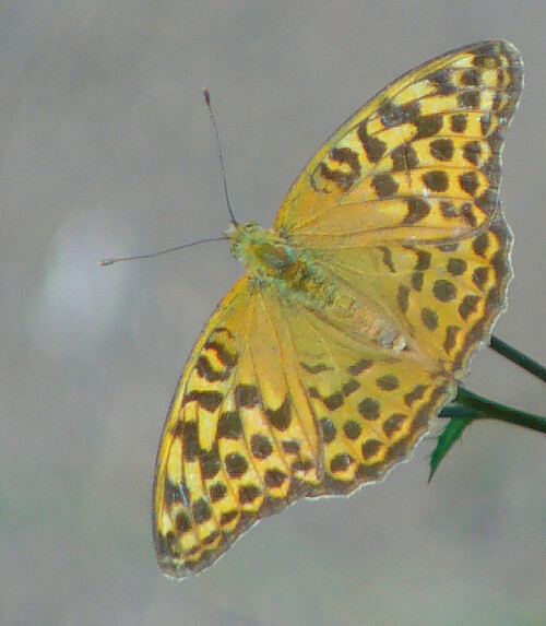 kaisermantel-argynis-paphia-5-13252.jpeg