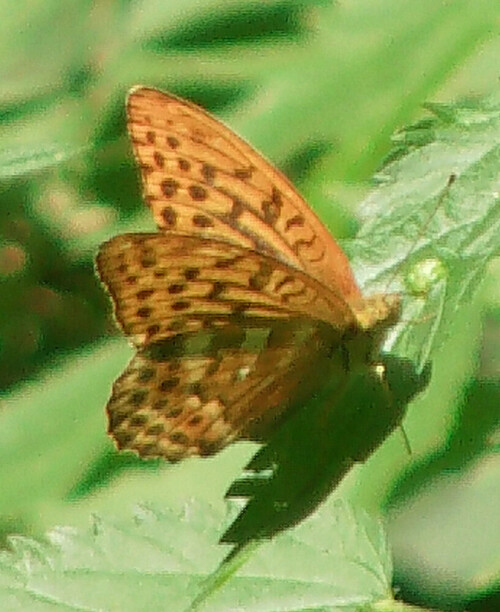 kaisermantel-argynis-paphia-l-1758-11738.jpeg