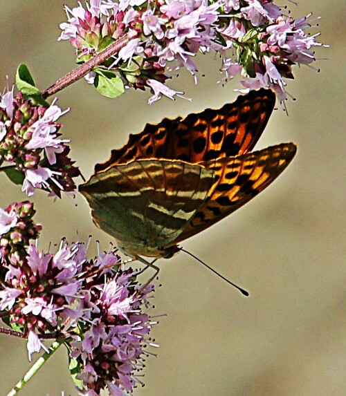 kaisermantel-argynnis-paphia-l-1758-01-19175.jpeg