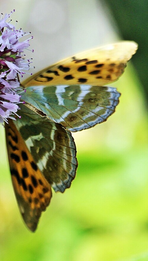 kaisermantel-argynnis-paphia-l-1758-03-19177.jpeg