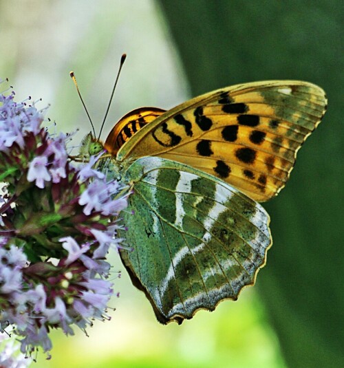 kaisermantel-argynnis-paphia-l-1758-04-19178.jpeg