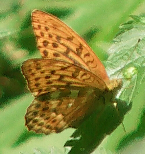 kaisermantel-argynnis-paphia-l-1758-11045.jpeg