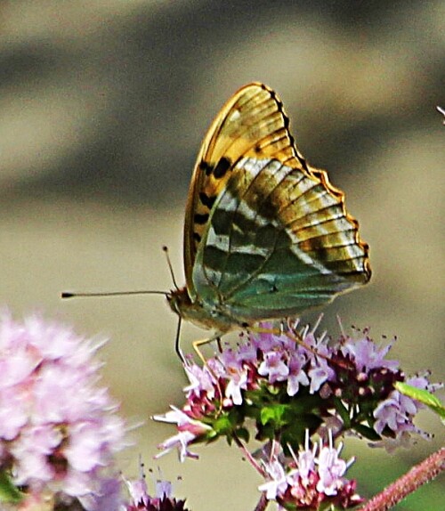 Der Kaisermantel ist ein Tagfalter, der zu den Edelfaltern(Nymphalidae) gehört.
https://de.wikipedia.org/wiki/Kaisermantel

Aufnameort: Eiershausen Garten
Kamera: Canon EOS 1300D