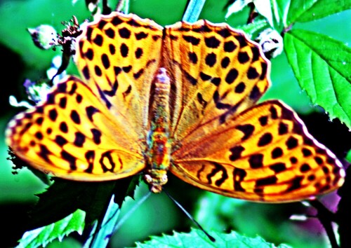 kaisermantel-argynnis-paphia-l-1758-weiblich-21061.jpeg