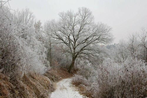 Frost in meinem Heimatort.

Der Winter ist die schönste Jahreszeit - finde ich zumindest :)


Aufnameort: Gerbrunn bei Würzburg
Kamera: Nikon D50