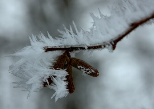 Nach dem Eisregen im Januar 2013 beim Spaziergang entdeckt

Aufnameort: Modautal-Neunkirchen
Kamera: Canon 450D