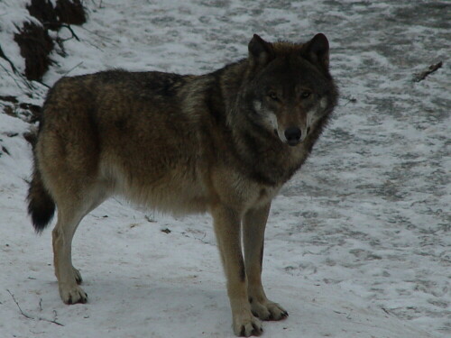 

Aufnameort: Schorfheide
