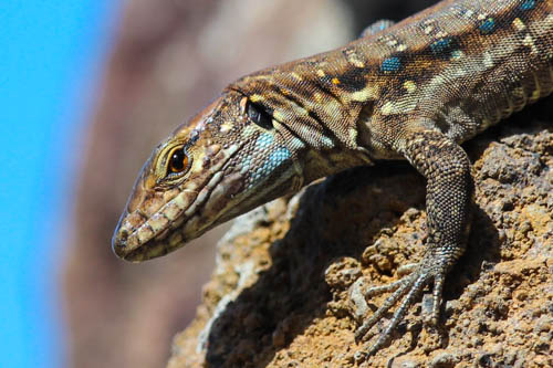 Weibchen

Aufnameort: La Palma
Kamera: Canon Eos 600D