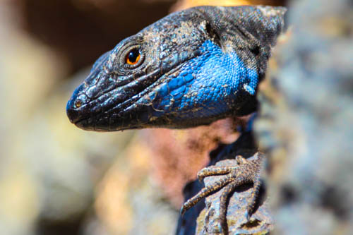 Männchen

Aufnameort: La Palma
Kamera: Canon Eos 600D