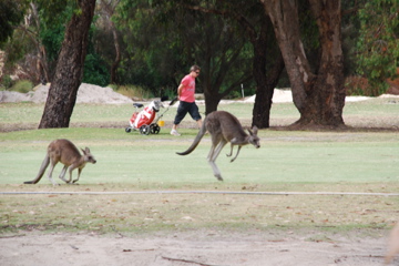 Auf dem Golfplatz von Anglesea leben viele Kängurus.

Aufnameort: Australien, Victoria
Kamera: Nikon D80