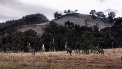 Kängurus eine Woche vor den verheerenden Buschbränden in Coonabarabran, Australien

Aufnameort: Coonabarabran, New Sounth Wales, Australien
Kamera: EOS 5D Mark III