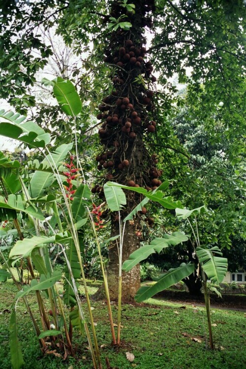 

Aufnameort: Botanischer Garten Kandy Sri Lanka
Kamera: Minolta 3xi