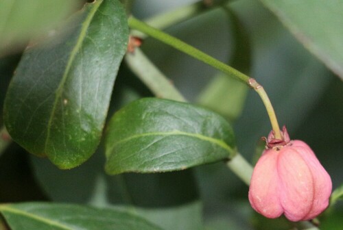 Ein Strauch, der orangerosane bis rote Kapselfrüchte trägt.
https://de.wikipedia.org/wiki/Gewöhnlicher_Spindelstrauch

Aufnameort: Eiershausen Gartenzaun
Kamera: Canon EOS 700D