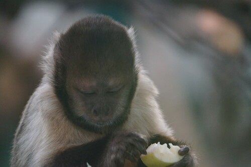 Sehr konzentriert schaut der Kapuzineraffe hier auf die Mahlzeit in seiner Hand.

Aufnameort: Kölner Zoo
Kamera: Sony Alpha 7/II