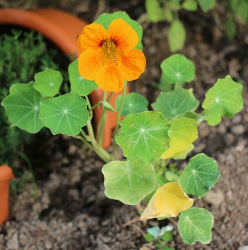 kapuzinerkresse-tropaeolum-majus-l-14664.jpeg