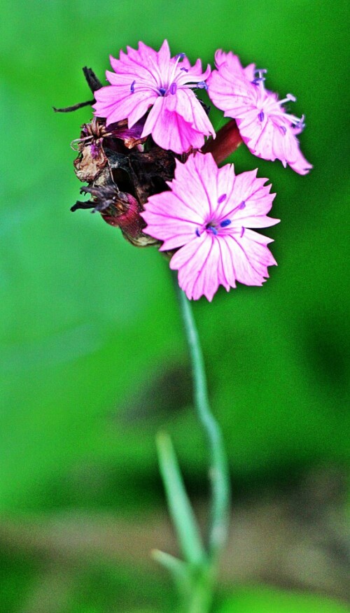 karthauser-nelke-dianthus-carthusianorum-l-19428.jpeg