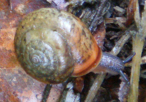 Eine Gehäuseschnecke, die häufiger in Gebüschen oder Garten angetroffen werden kann. Im Wald ist sie seltener zu beobachten.
Sie ist nicht gefährdet und wird auch ggf. leicht vom Menschen
verschleppt.
Vollrath Wiese "Die Landschnecken Deutschlands" S. 293

Aufnameort: Eiershausen Garten
Kamera: Medion Digitaler Full-HD-Camcorder mit Touchscreen Medion Life