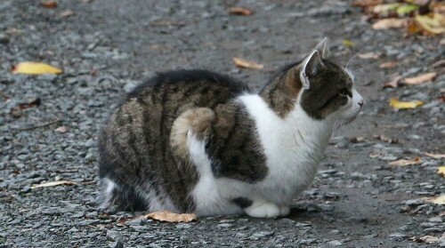 Eine Katze, im Futter knapp gehalten, kann schon als Räuberin manchen Einfluss auf die Mäuse- wie Vogelpopulation nehmen.
https://de.wikipedia.org/wiki/Hauskatze

Aufnameort: Eiershausen Hirschberg Waldrand
Kamera: Canon EOS 700D