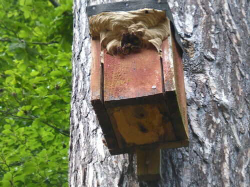 Bei einem Waldspaziergang hörten wir plötzlich über uns
sehr starkes Gebrumm. Hochschauen und die Hornissen sehen
war eins. Der Hornissenbau geht sogar außerhalb des Nistkastens weiter.

Aufnameort: Gemarkung Dreieich/Hessen
Kamera: Lumix FZ 48