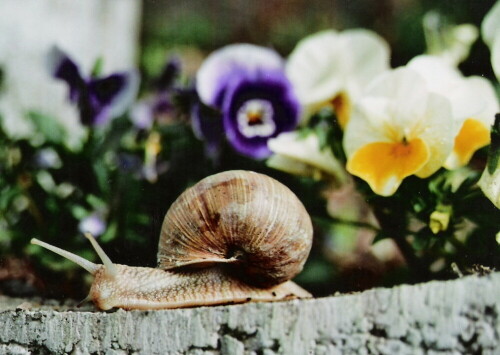 Ohne Hast geht bzw. kriecht die Schnecke ihres Weges...

Aufnameort: Im Garten
