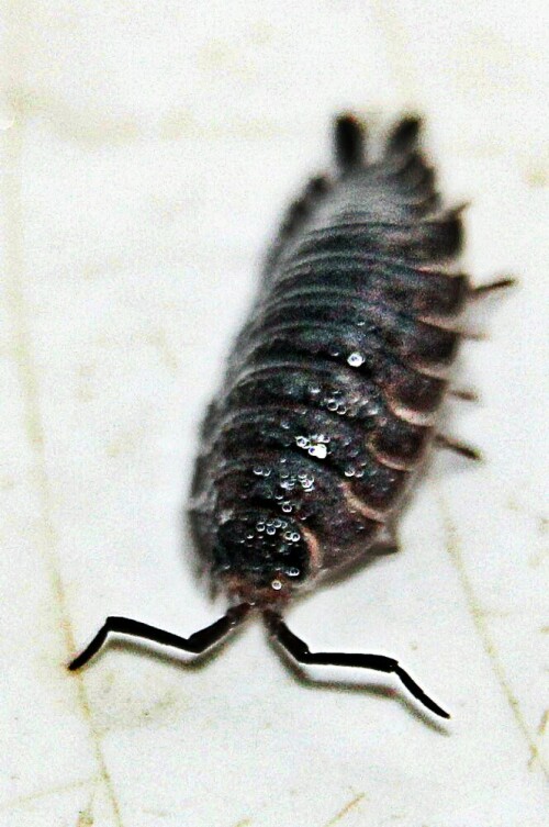 kellerassel-porcellio-scaber-latreille-1804-00-19861.jpeg