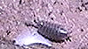 kellerassel-porcellio-scaber-latreille-1804-12425.jpeg