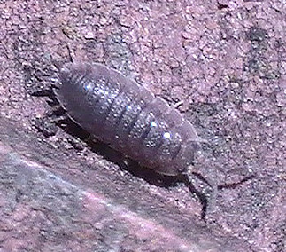 kellerassel-porcellio-scaber-latreille-1804-12511.jpeg