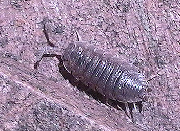 kellerassel-porcellio-scaber-latreille-1804-13049.jpeg