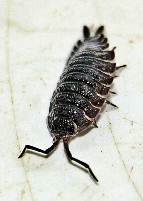 kellerassel-porcellio-scaber-latreille-1804-19860.jpeg