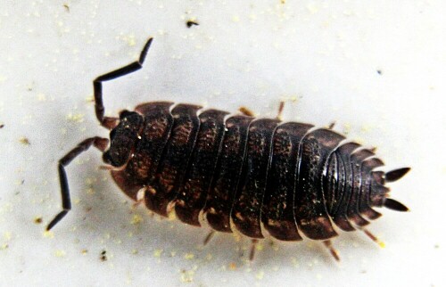 kellerassel-porcellio-scaber-latreille-1804-20667.jpeg