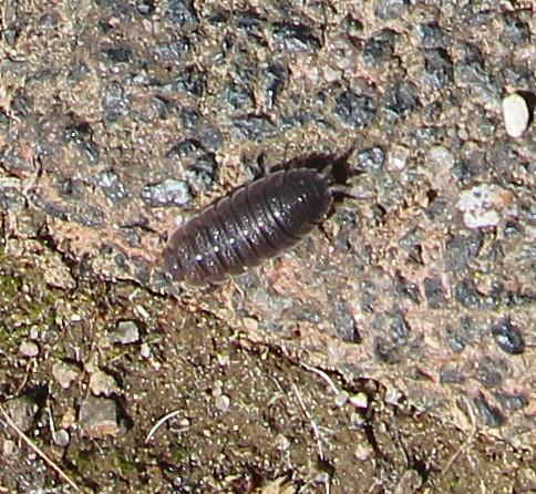 kellerassel-porcellio-scaber-latreille-1840-13947.jpeg