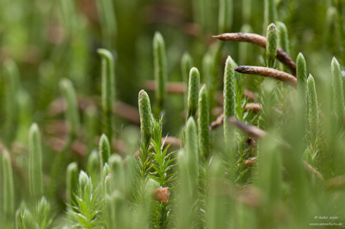 keulen-baerlapp-lycopodium-clavatum-5957.jpeg