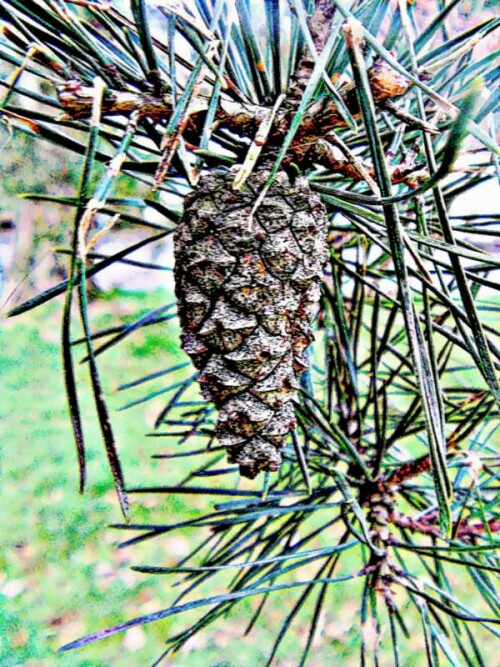 In den Zapfen sind die Samen der Bäume zunächst vor Fressfeinden gut geschützt.
https://de.wikipedia.org/wiki/Waldkiefer

Aufnameort: Eiershausen Gemeindewiese
Kamera: Medion Camcorder