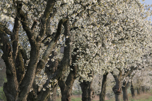 Im April beginnt Kirschblüte. Hier eine alte Allee, die dann ihre ganze Pracht zeigt.

Aufnameort: Wendland
Kamera: Canon 70D