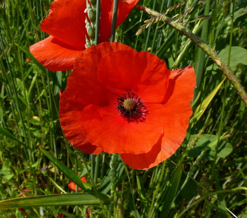 klatschmohn-20103.jpeg