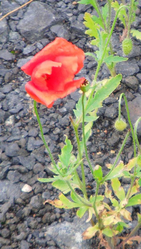 Der Klatschmohn gehört zu den Mohngewächsen(Papaveraceae) und fällt im Sommer auch in Wiesen durch seine rotgefärbten Kronblätter auf.
https://de.wikipedia.org/wiki/Klatschmohn

Aufnameort: Simmersbach Vogelschutzhütte
Kamera: Digitaler Full-HD-Camcorder mit Touchscreen Medion Life