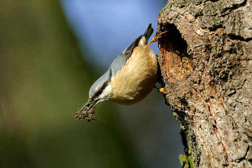 

Aufnameort: Franken
Kamera: EOS 1D2, 400mm