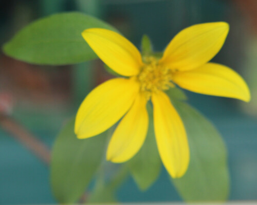 Aus Vogelfutter aufgewachsene Sonnenblume
https://www.ecosia.org/images?q=helianthus+microcephalus&size=&aspect=&f=false
https://de.wikipedia.org/wiki/Sonnenblumen_(Gattung)

Aufnameort: Eiershausen Haus
Kamera: Canon EOS 700D