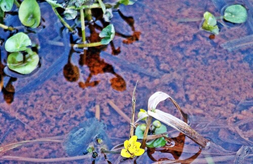 Die Sumpfdotterblume gehört zu den Hahnenfußgewächsen(Ranunculaceae).
Sie kann in Nordamerika sowie in Asien oder Europa vorkommen.
https://de.wikipedia.org/wiki/Sumpfdotterblume

Aufnameort: Eiershausen im Süden(Wissenbacher Weg)
Kamera: Canon EOS 1300D